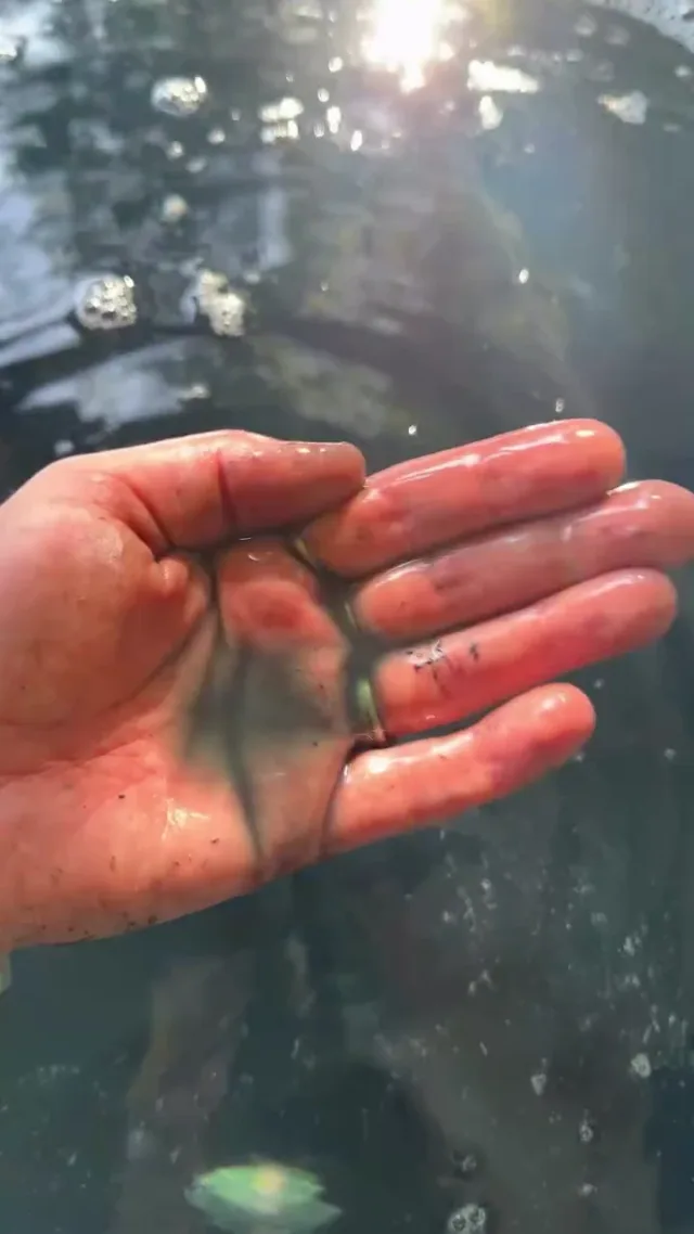 A hand cupping blue indigo liquid in sunlight.