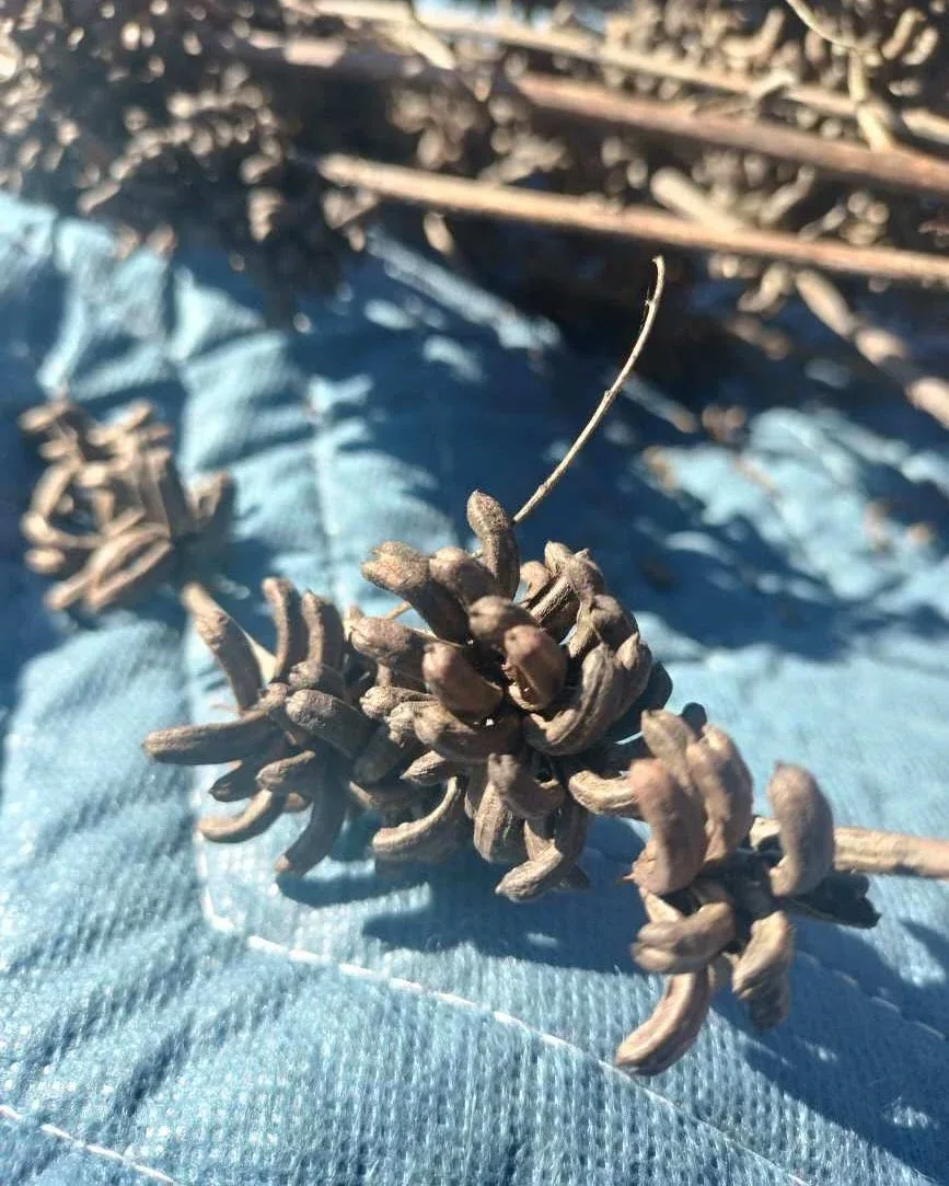 Photo by Align the Fibers on January 05, 2025.