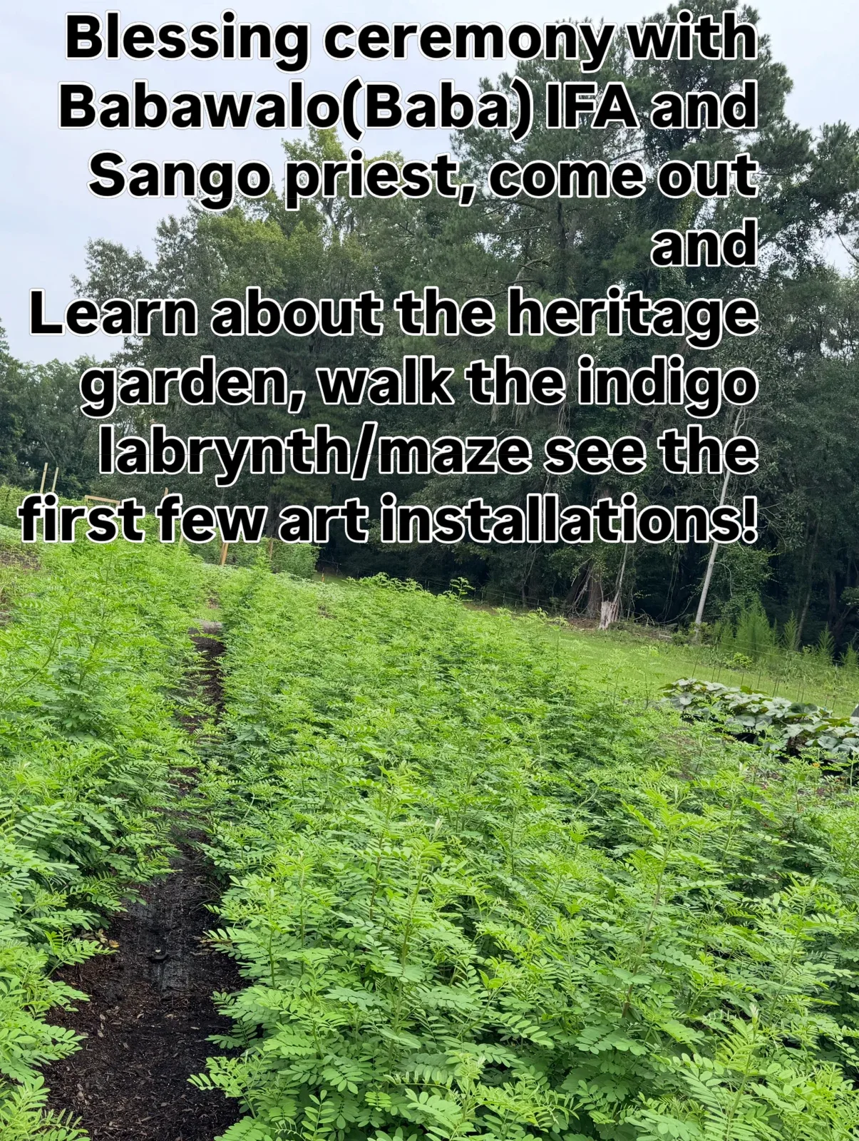 Photo by Align the Fibers on August 10, 2026. May be an image of herb.