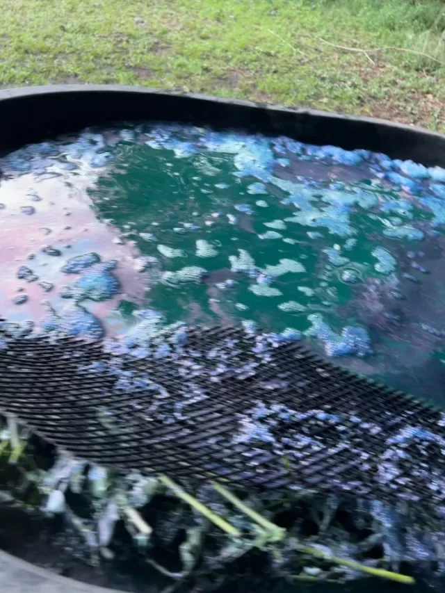 Video by Align the Fibers on September 29, 2026. May be an image of seaweed and text.