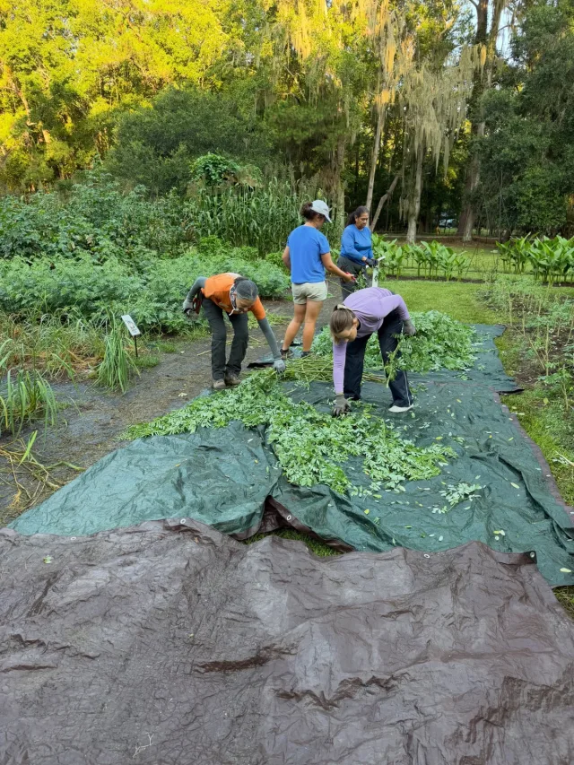Photo by Jim Martin on September 18, 2026. May be an image of collard greens, shovel, water hyacinth, grass and text.
