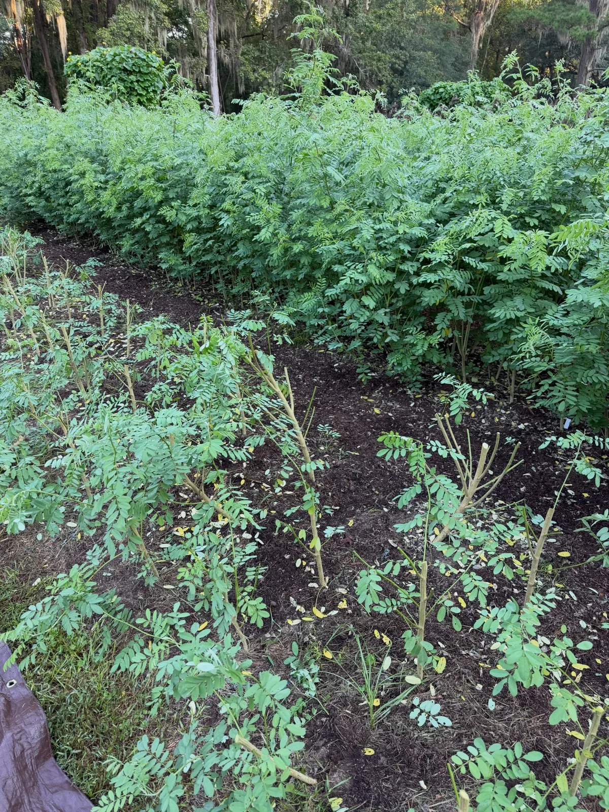 Photo by Jim Martin on September 18, 2026. May be an image of collard greens, plant and text.