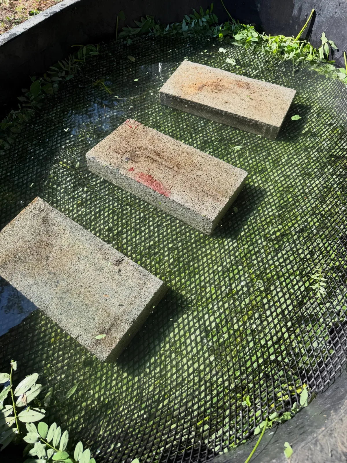 Photo by Jim Martin on September 18, 2026. May be an image of water hyacinth, fountain and text.