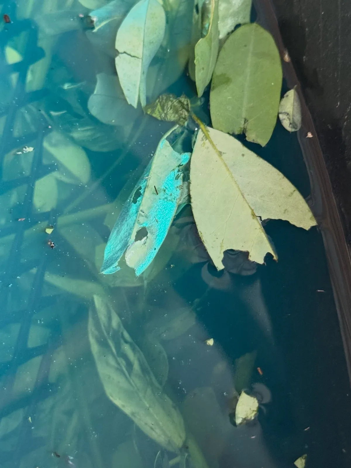 Photo by Align the Fibers on September 18, 2026. May be an image of garbage, devilwood and text.