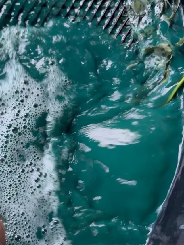 Video by Align the Fibers on September 19, 2026. May be an image of swimming, bathtub, body of water and text.