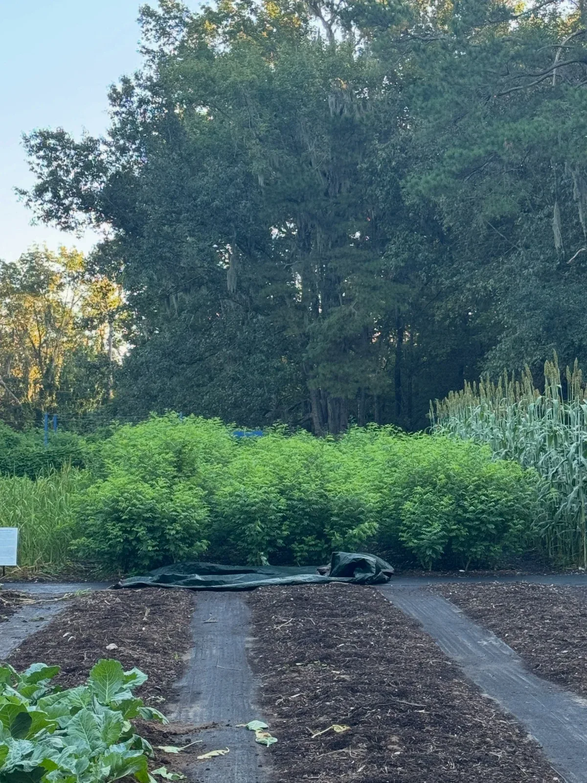 Photo by Align the Fibers on September 25, 2026. May be an image of collard greens, chard, cold frame and text.