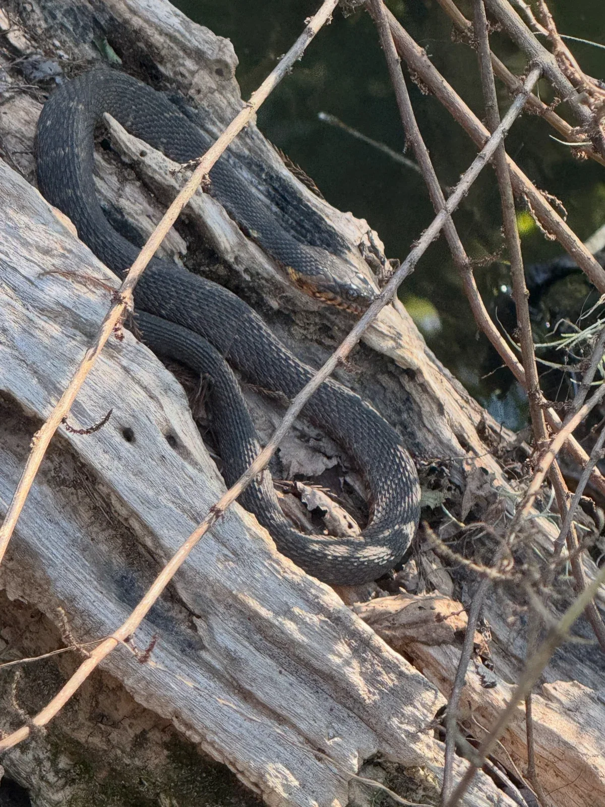 Photo by Align the Fibers on October 15, 2026. May be an image of snake and text.