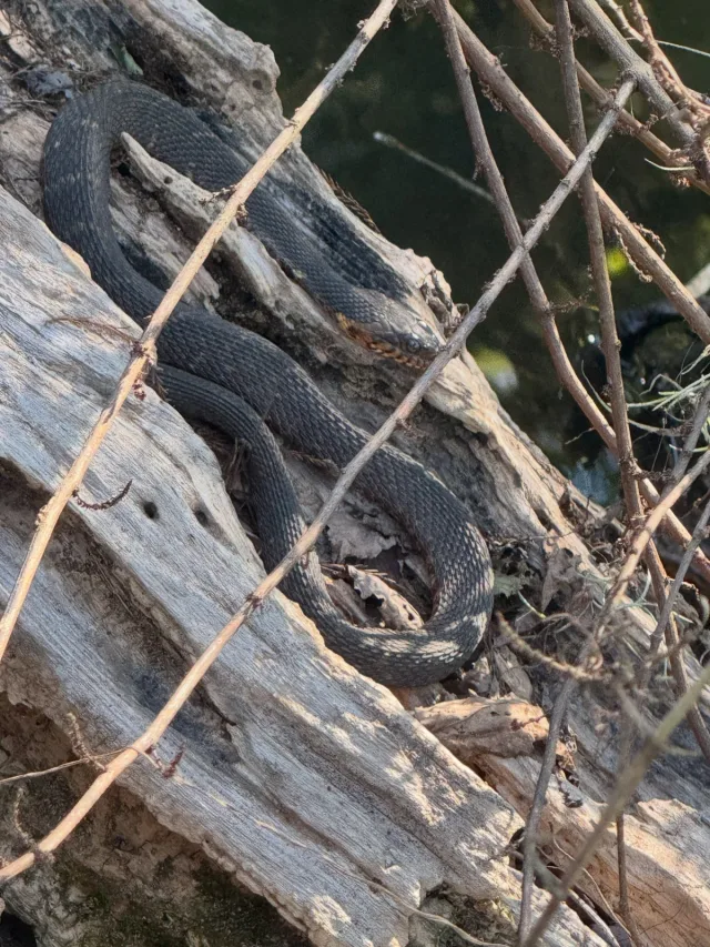 Photo by Align the Fibers on October 15, 2026. May be an image of snake and text.